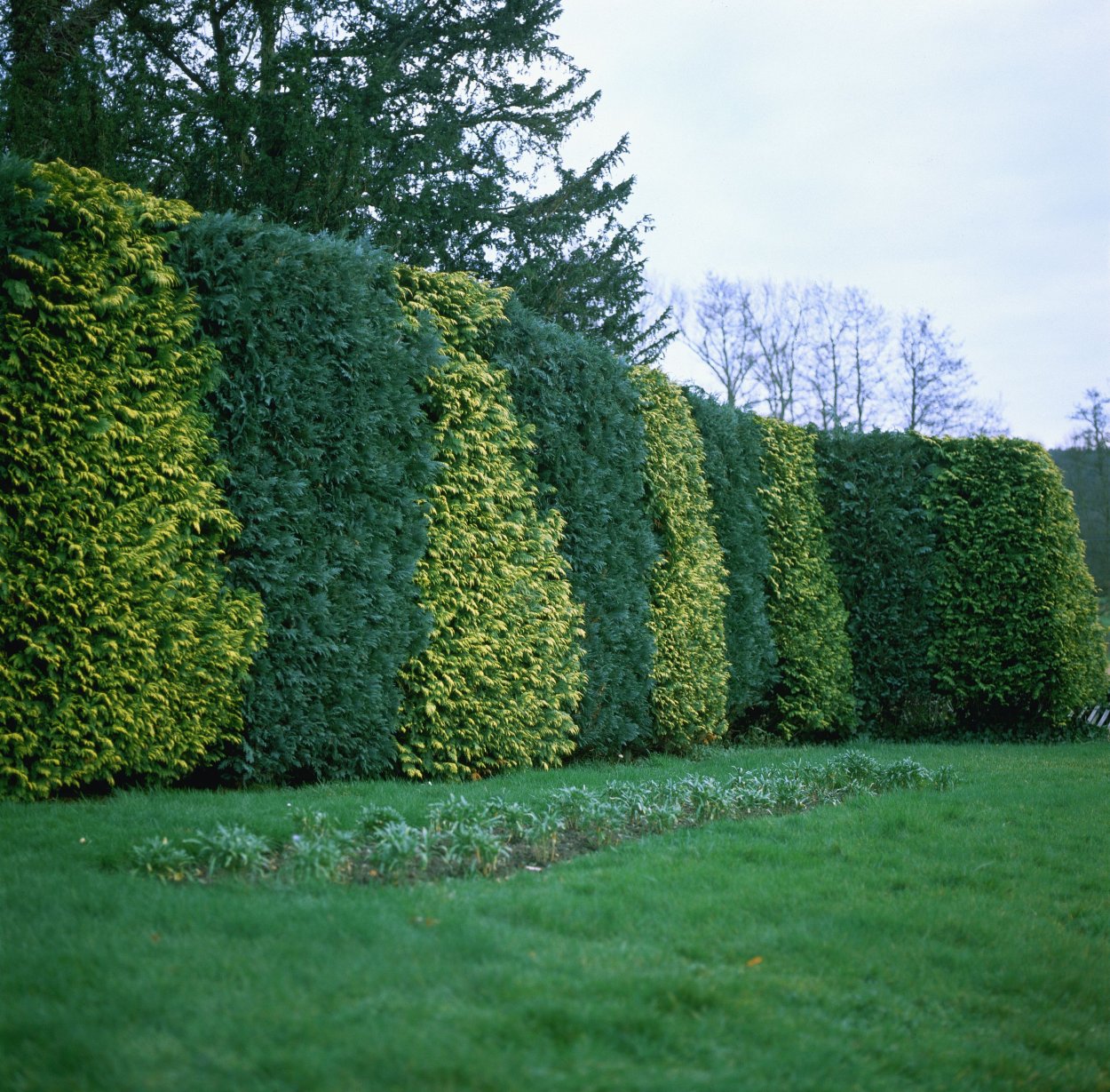 Туя Смарагд изгородь