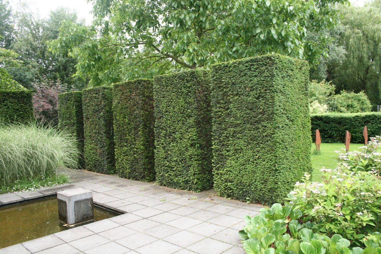 Тисс средний Хикси Живая изгородь