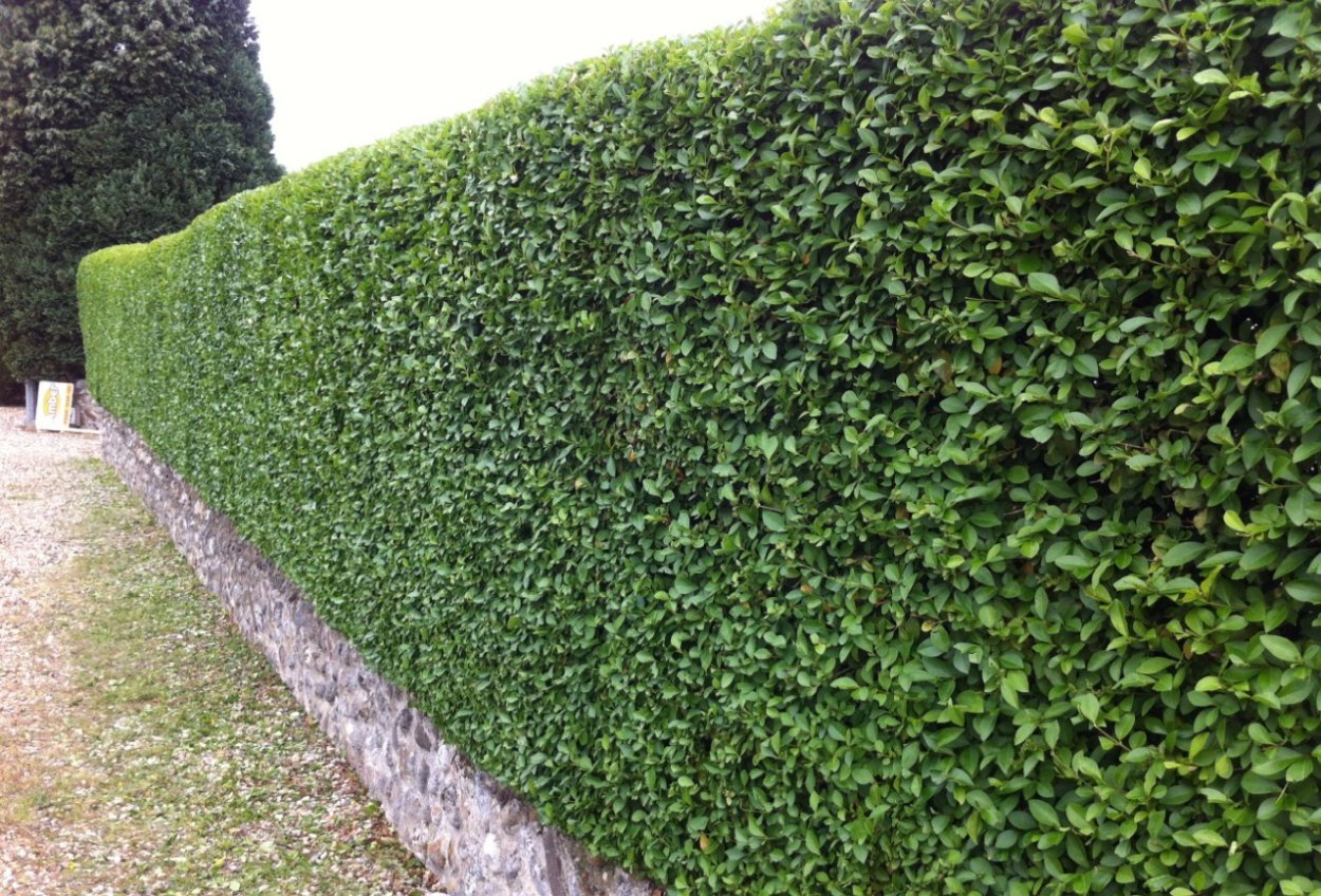 Бирючина Живая изгородь