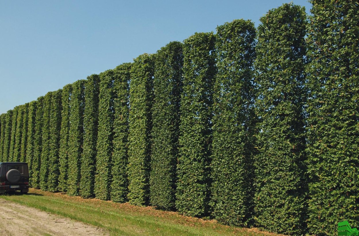 Граб обыкновенный Живая изгородь