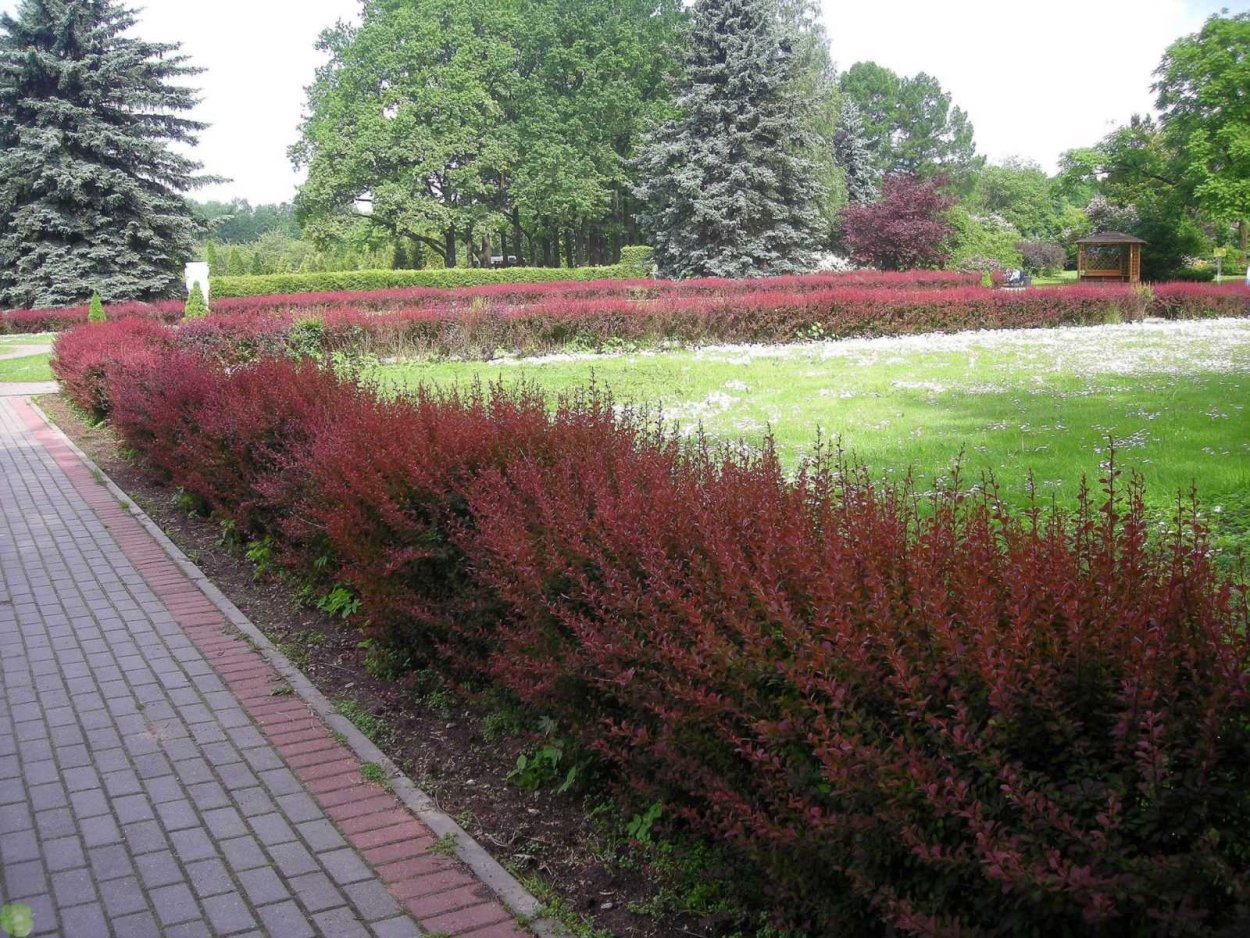 Барбарис Тунберга Атропурпуреа изгородь