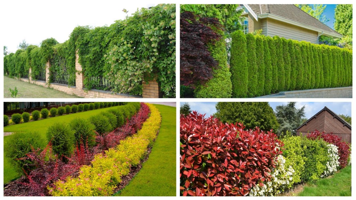 Неформованная Живая изгородь