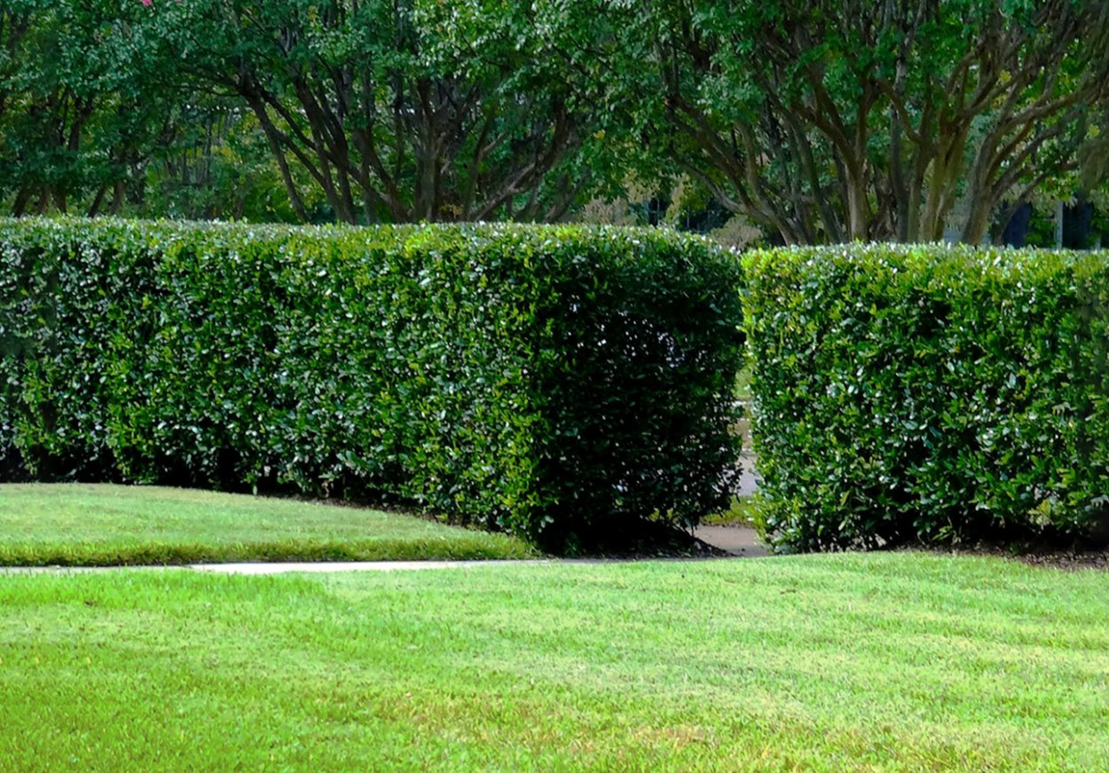 Buxus sempervirens изгородь