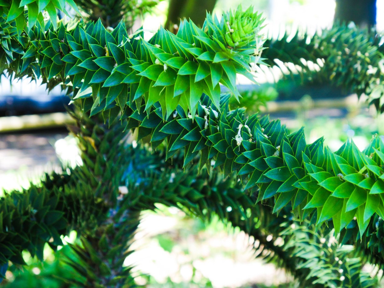 Необычные хвойные деревья