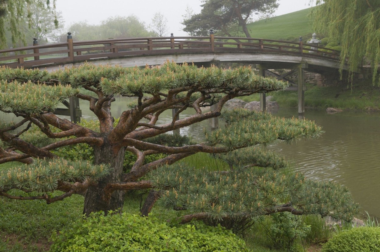 Сосна обыкновенная ниваки