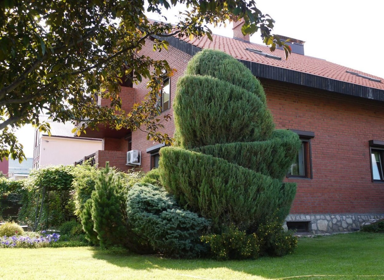 Топиарная стрижка можжевельника Скайрокет