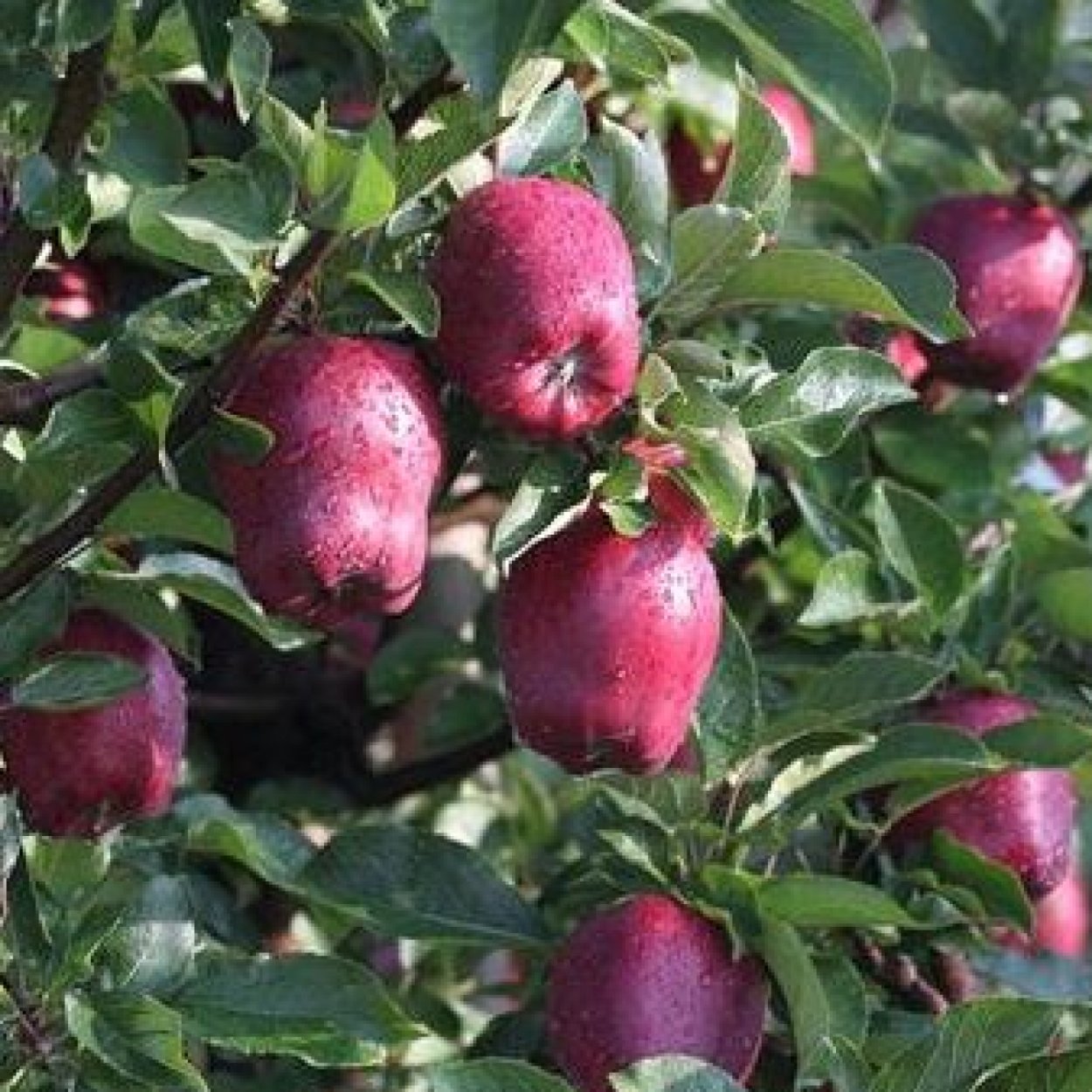 Яблоко Кандиль Орловский