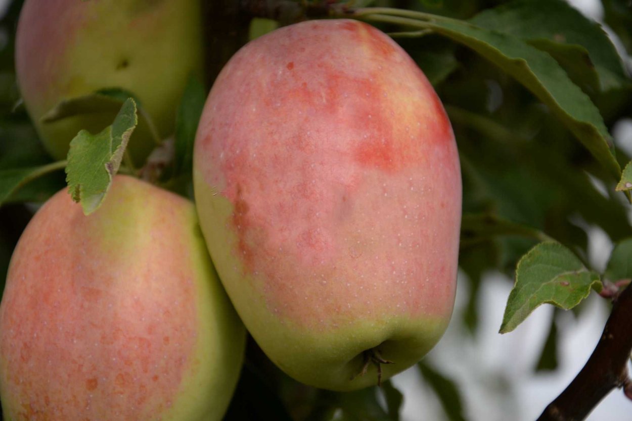 Яблоки Северный синап