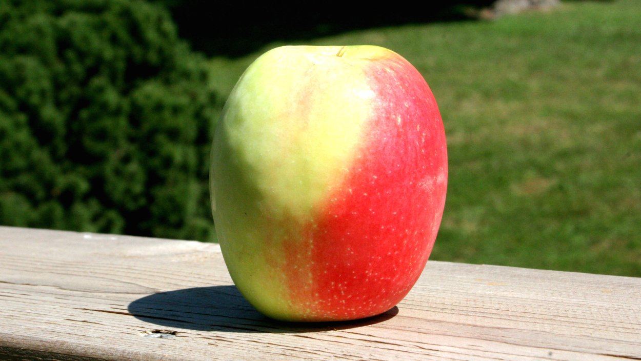 Яблоня Кандиль синап