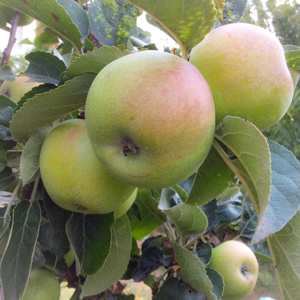 Ренет Орлеанский яблоня