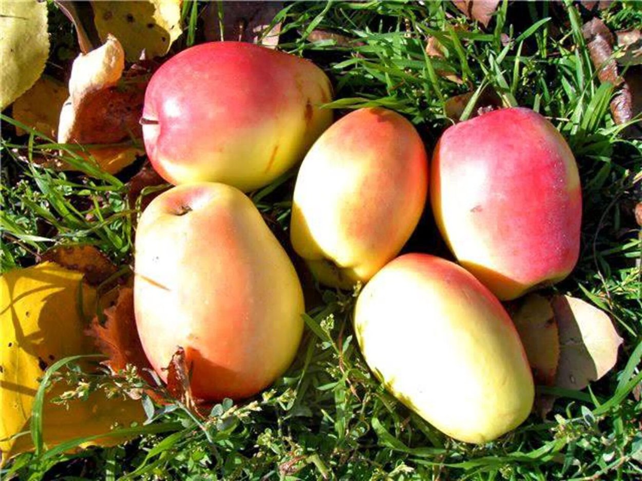 Яблоки Кандиль-синап