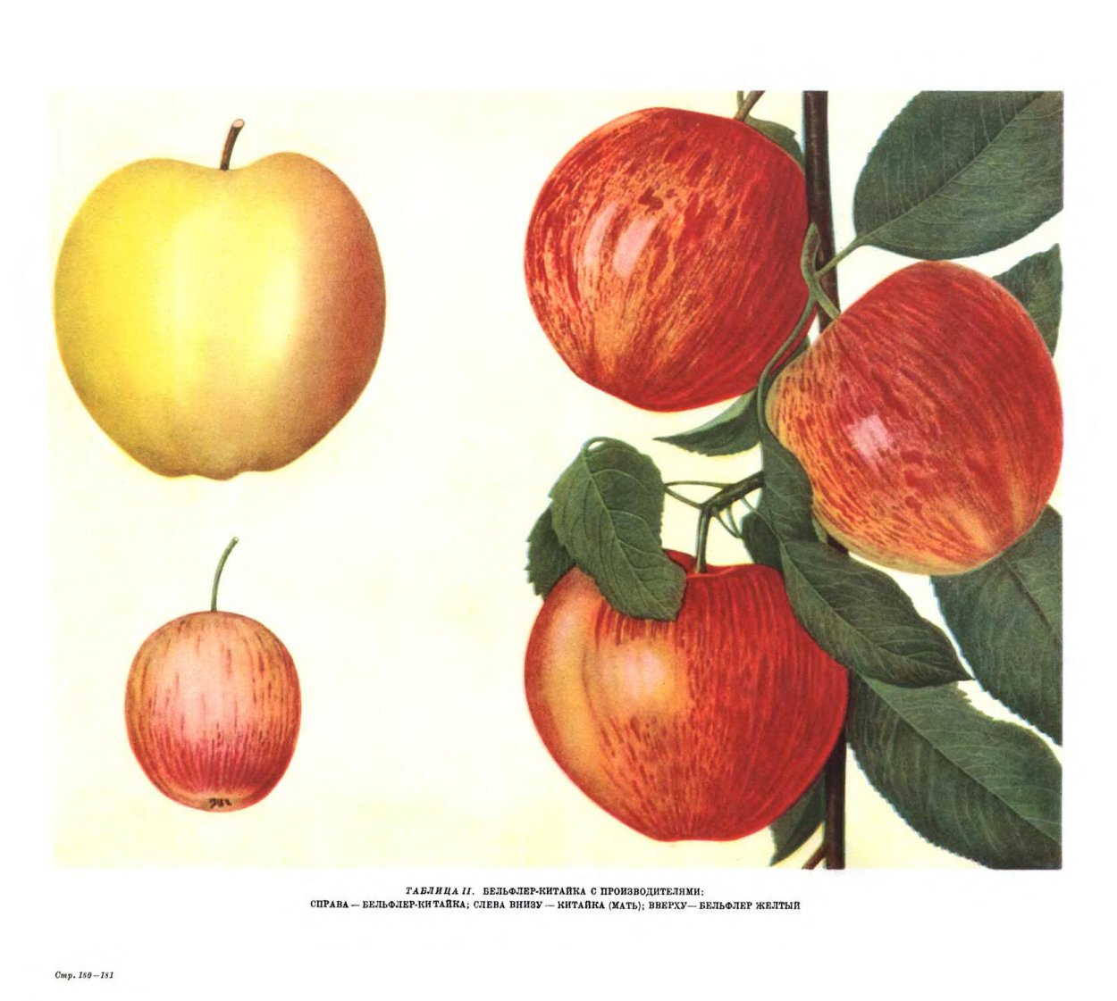 Мичурин Бельфлер китайка