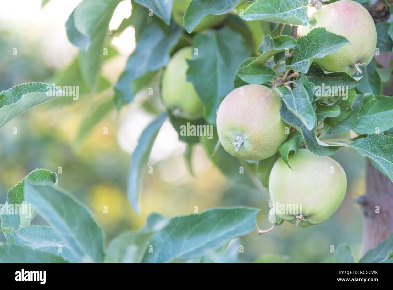 Яблоки Северный синап