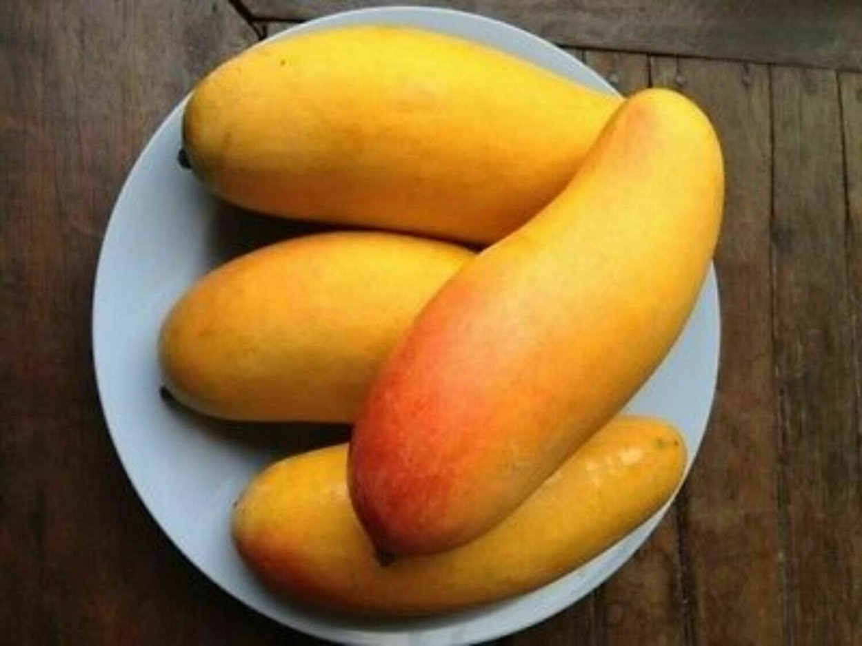 Сорт Кесар. Манго