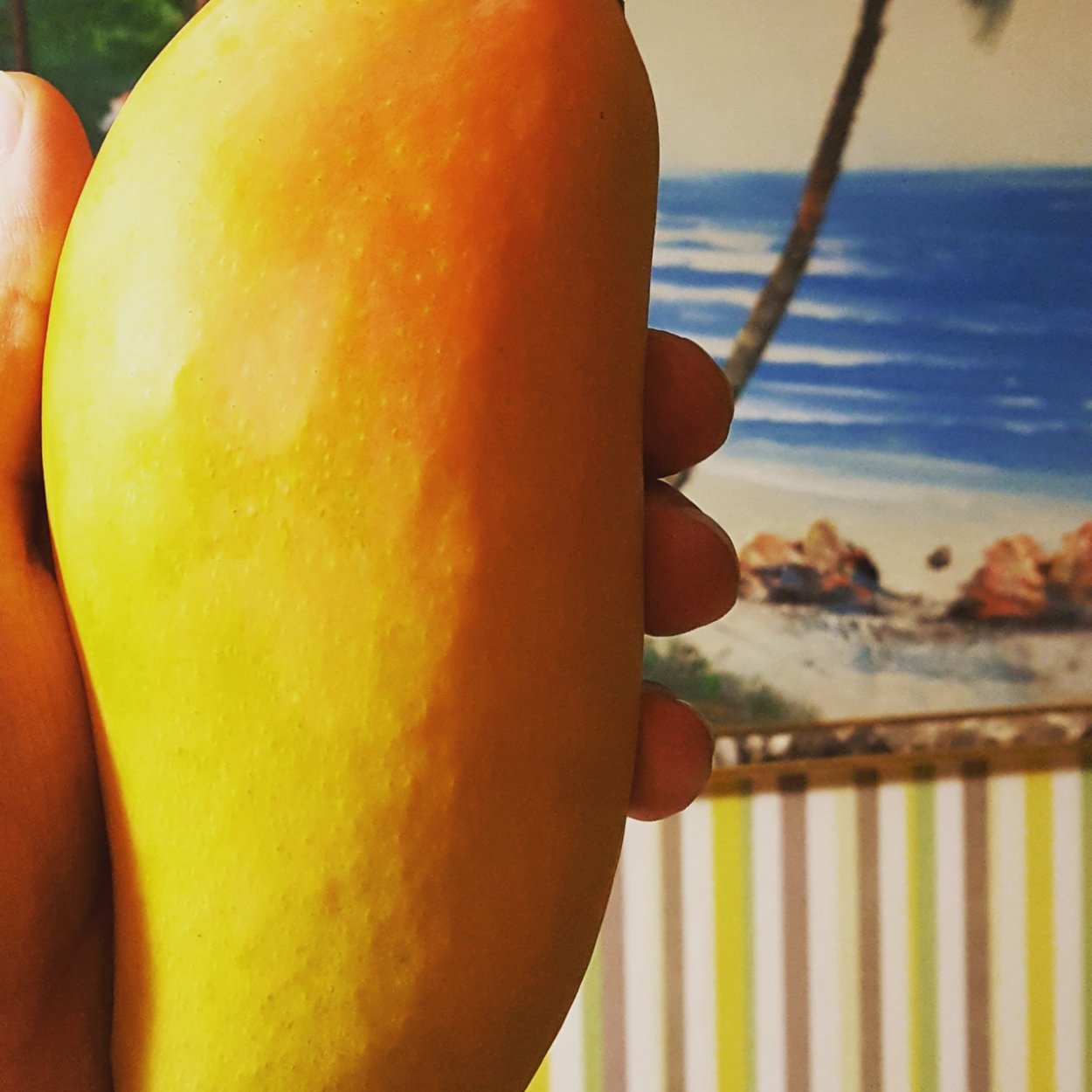 Манго сорт каеф