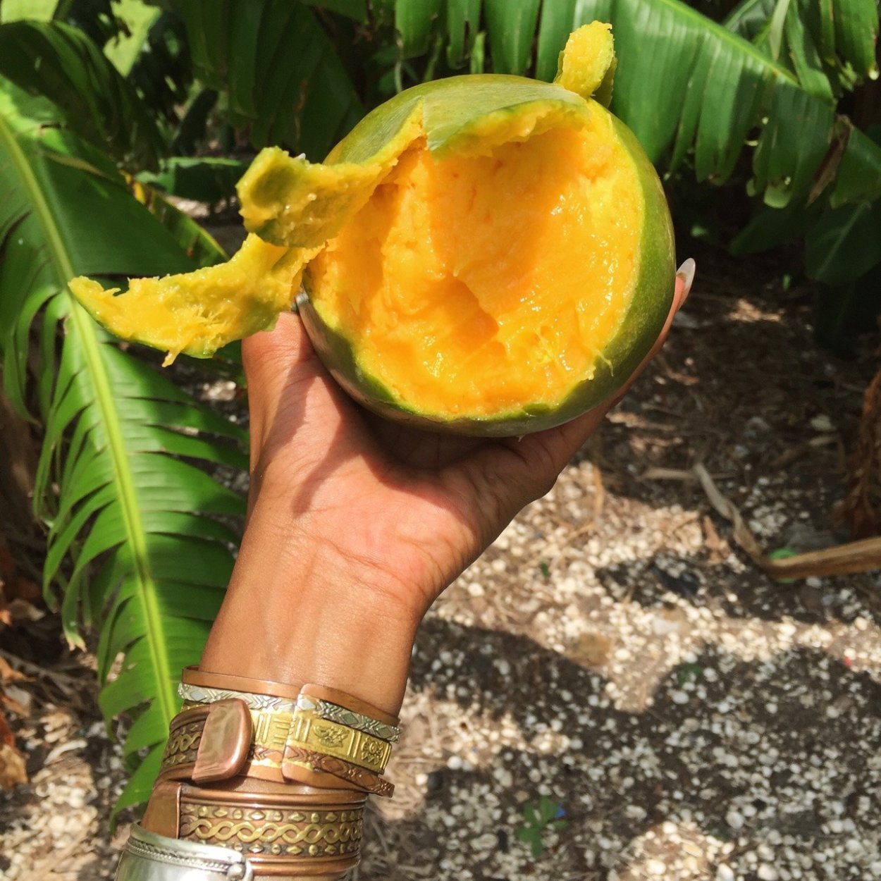Фрукт манго в руках