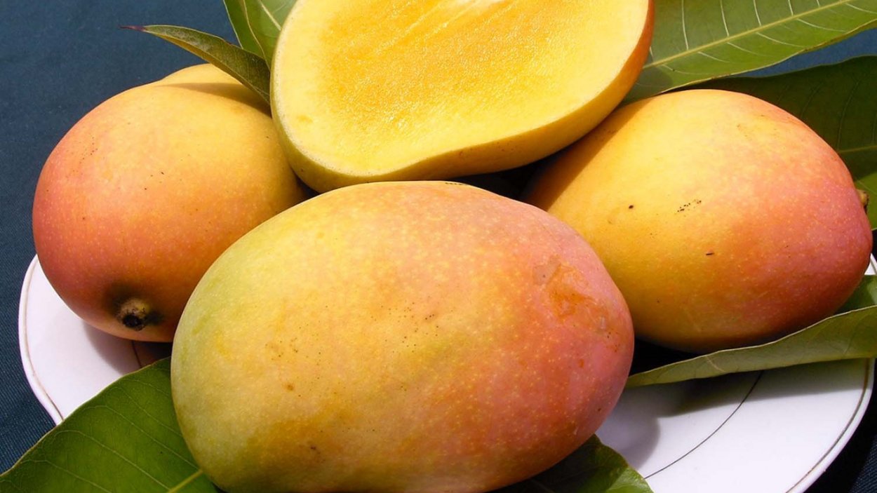 Манго сорт Альфонсо