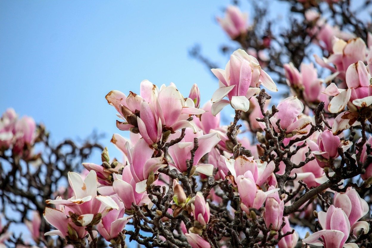 Магнолия реликтовое растение