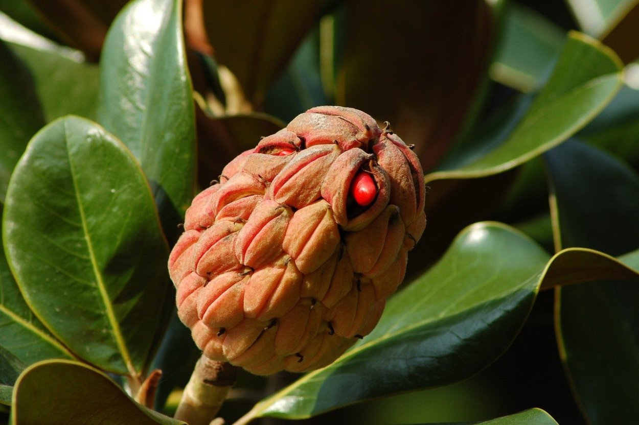 Магнолия Суланжа плоды