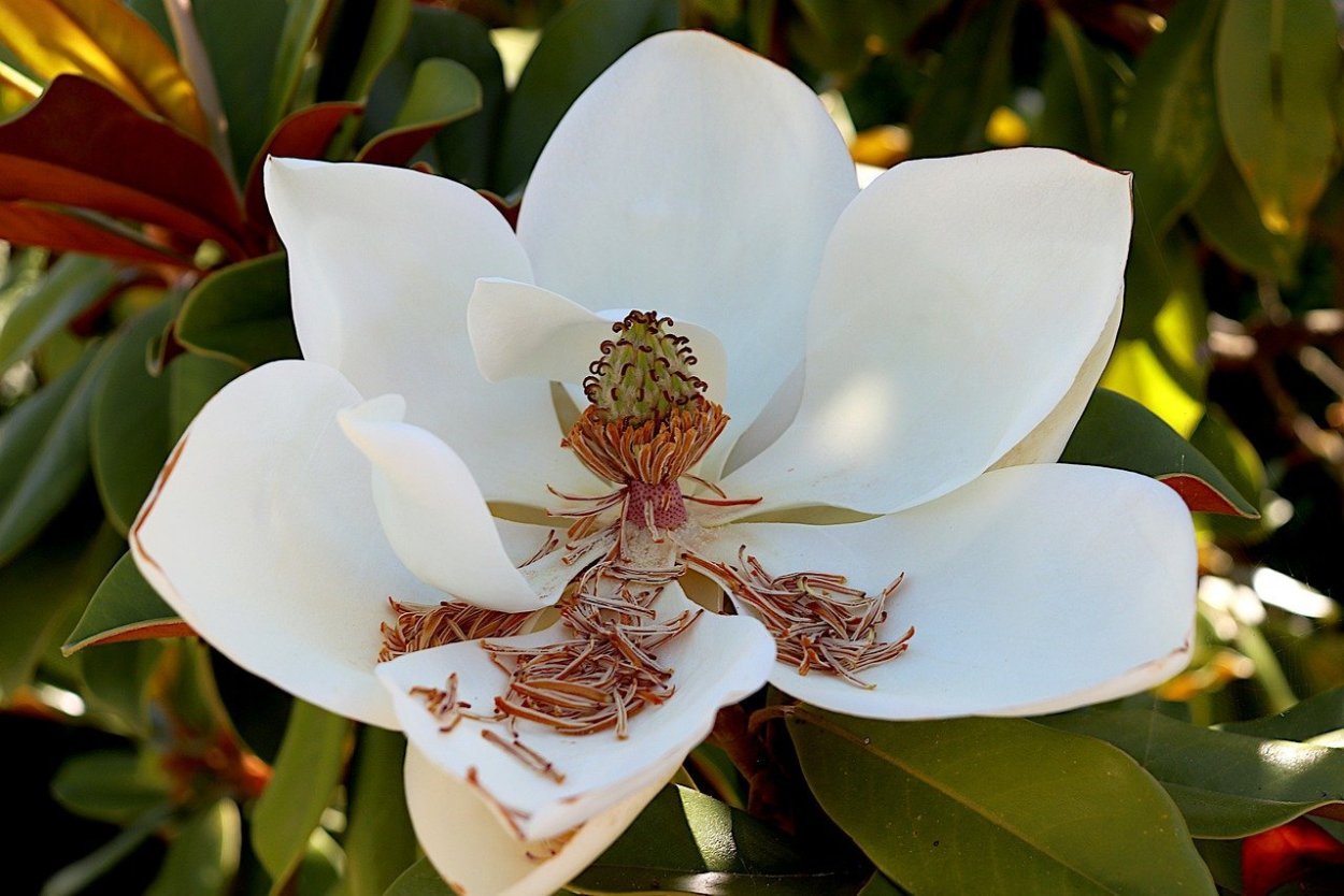 Магнолия Лилифлора птичий цветок