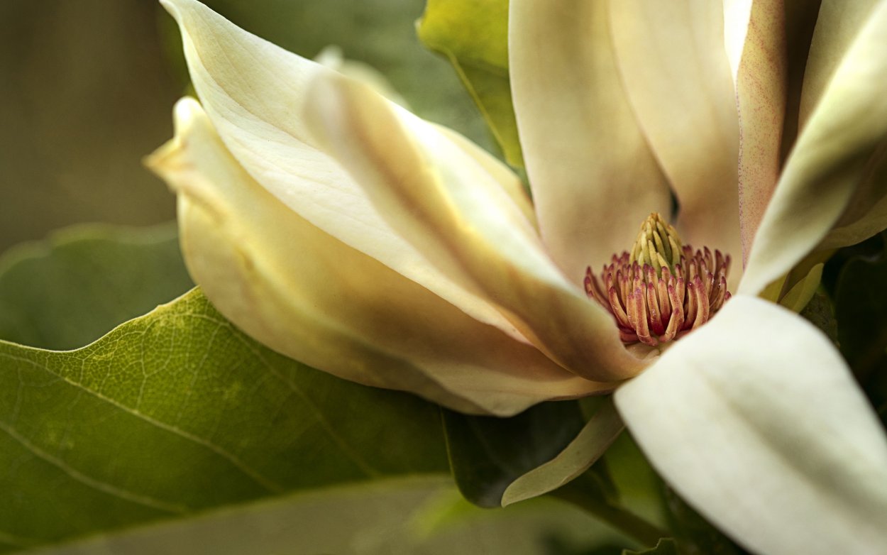 Картинки обои крутые цветок