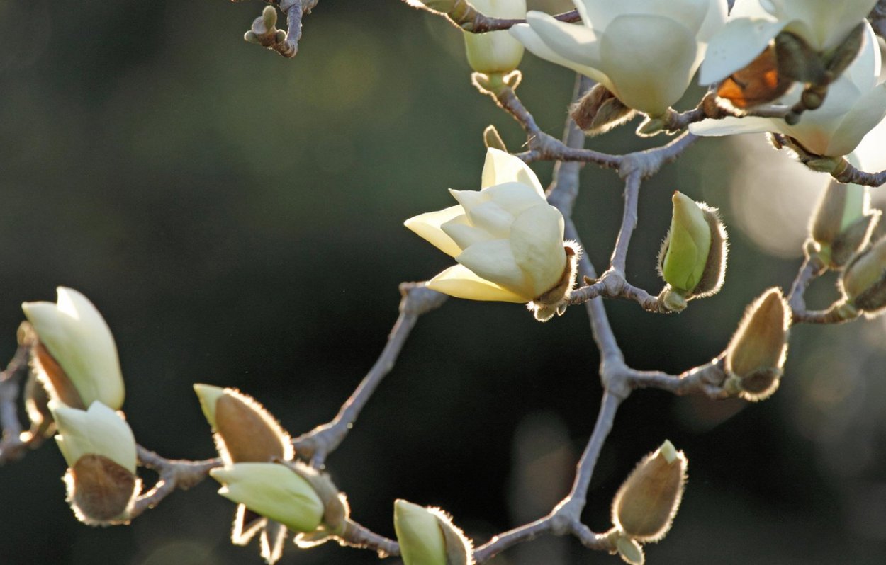 Магнолия засохшая