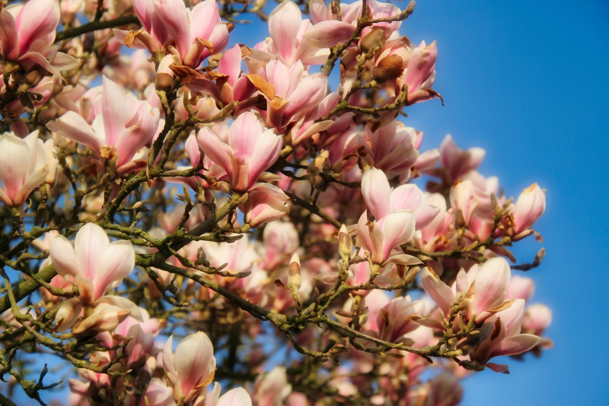 Цветение нежно-розовой магнолии