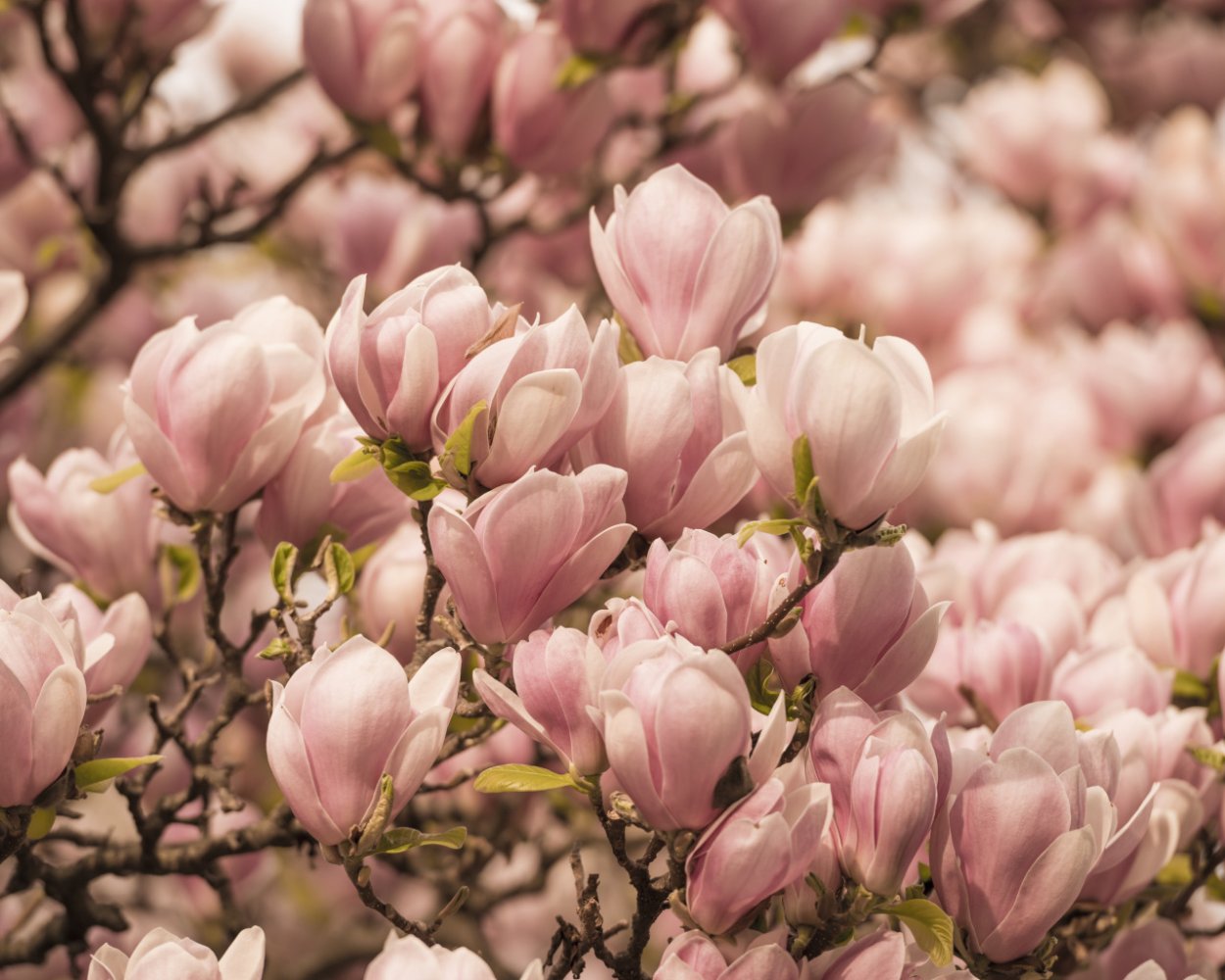 Магнолия 120мм