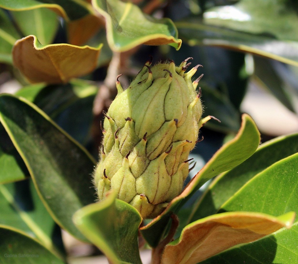 Магнолия грандифлора плоды