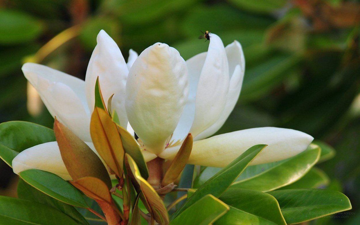 Magnolia grandiflora gallisoniensis