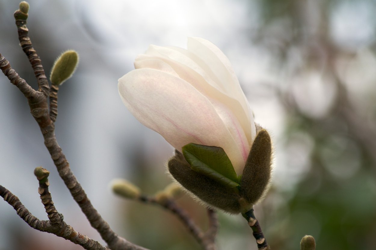 Серцевинка у магнолий фото