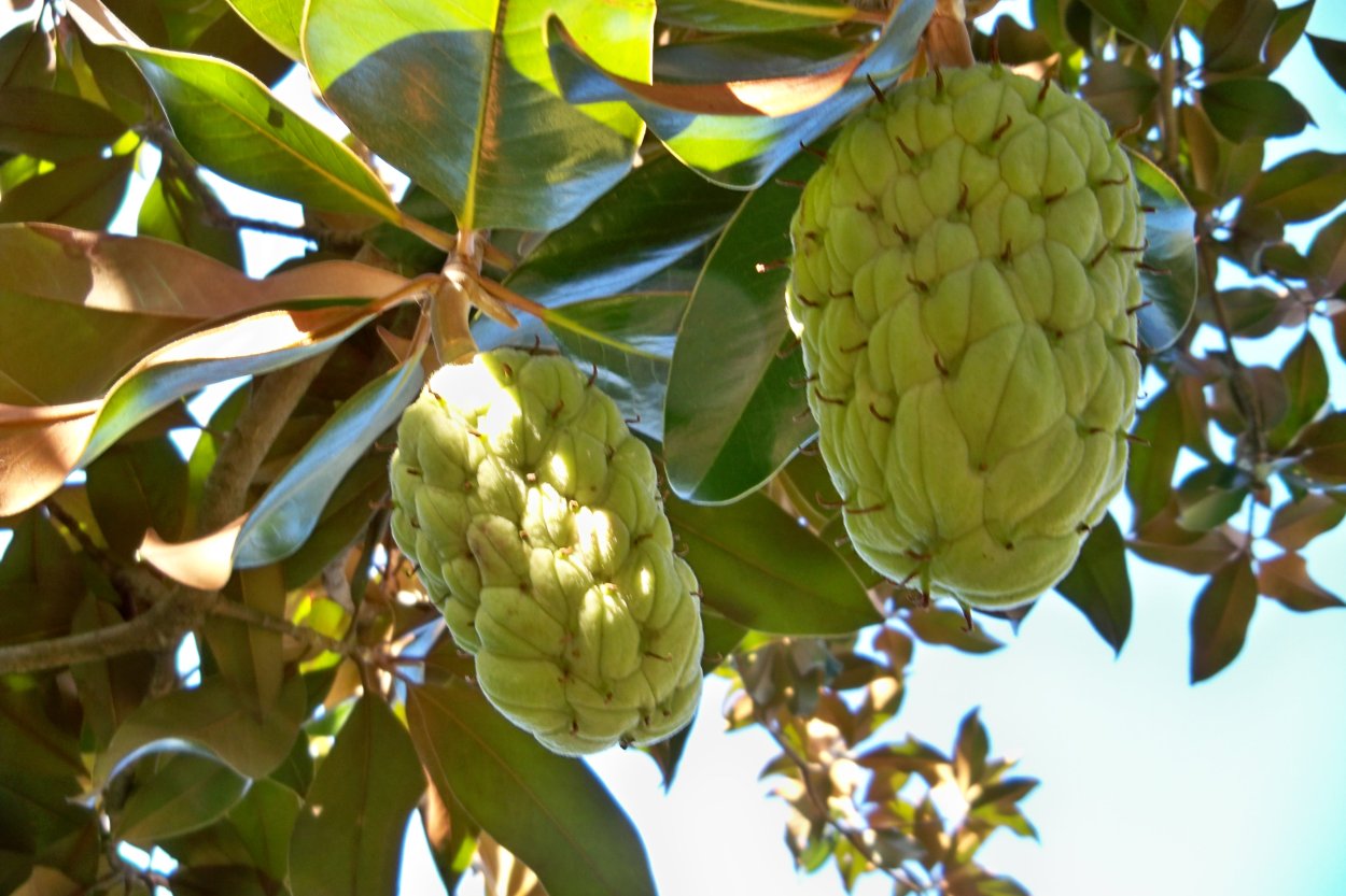 Магнолия крупноцветковая шишки