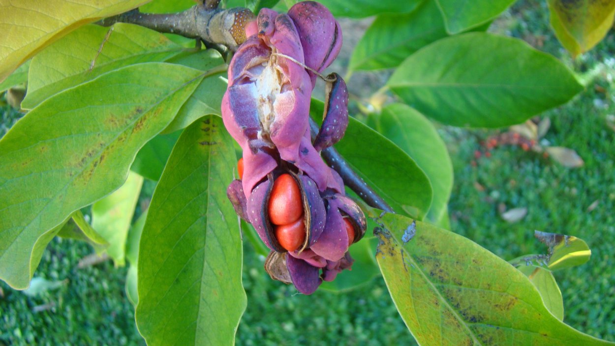 Магнолия дерево плоды