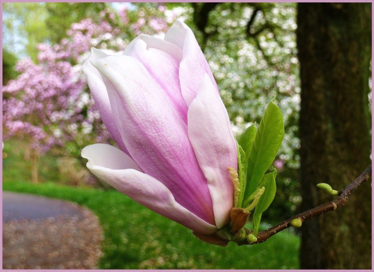 Магнолия махровая
