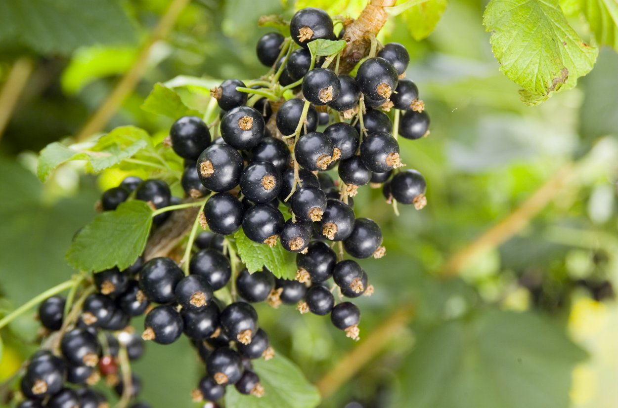 Смородина душистая ribes odoratum