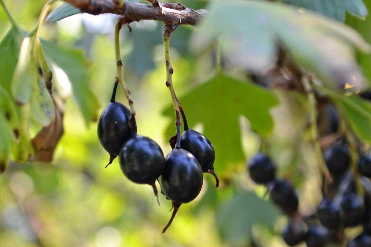 Лесная смородина репис