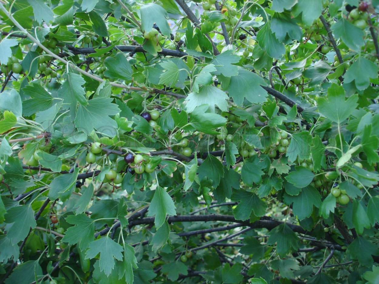 Йошта листья