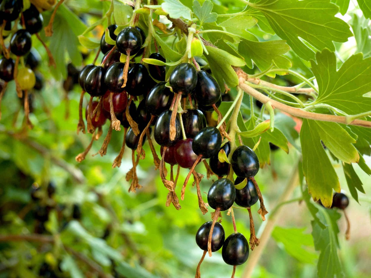 Смородина золотистая Ермак