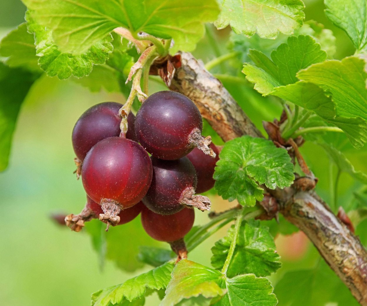 Крыжовник йошта