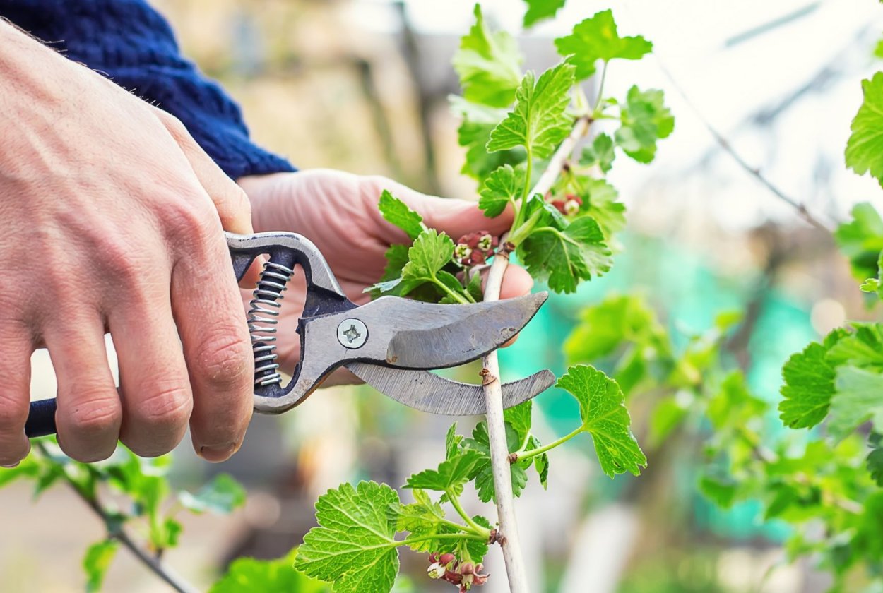 Появление побега из семени смородины