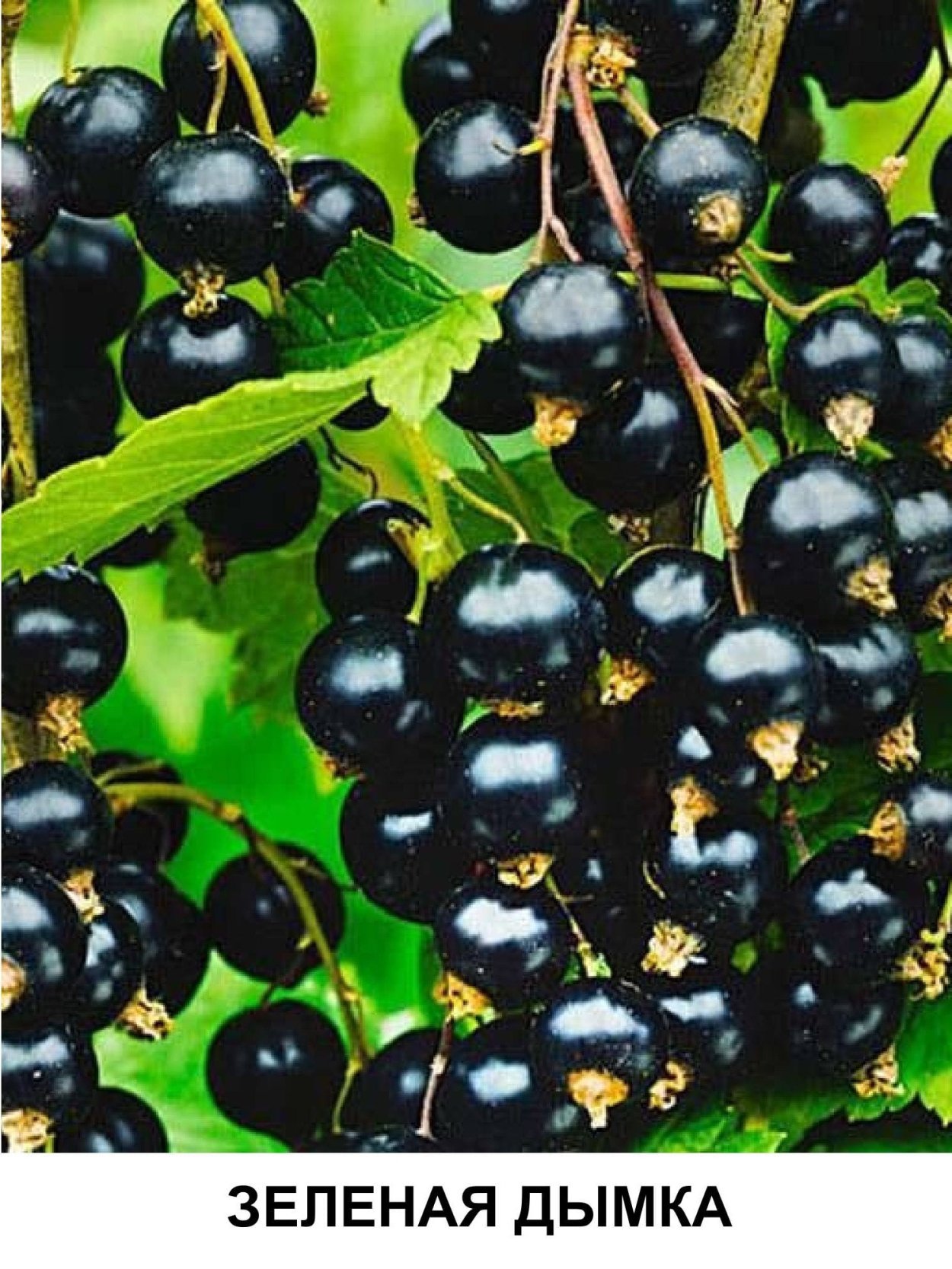 Сорт смородины Тамерлан