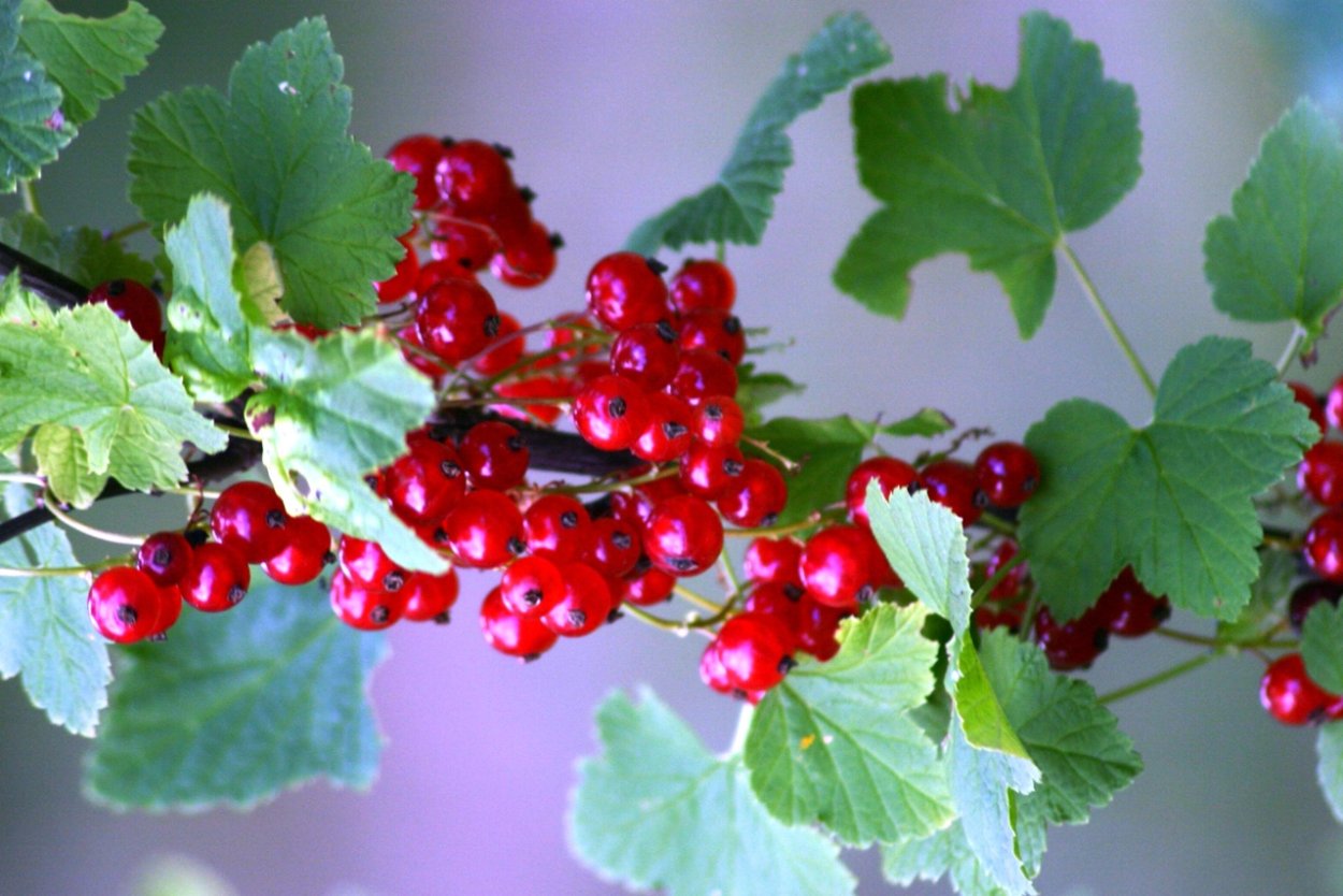 Старый дым в саду смородина