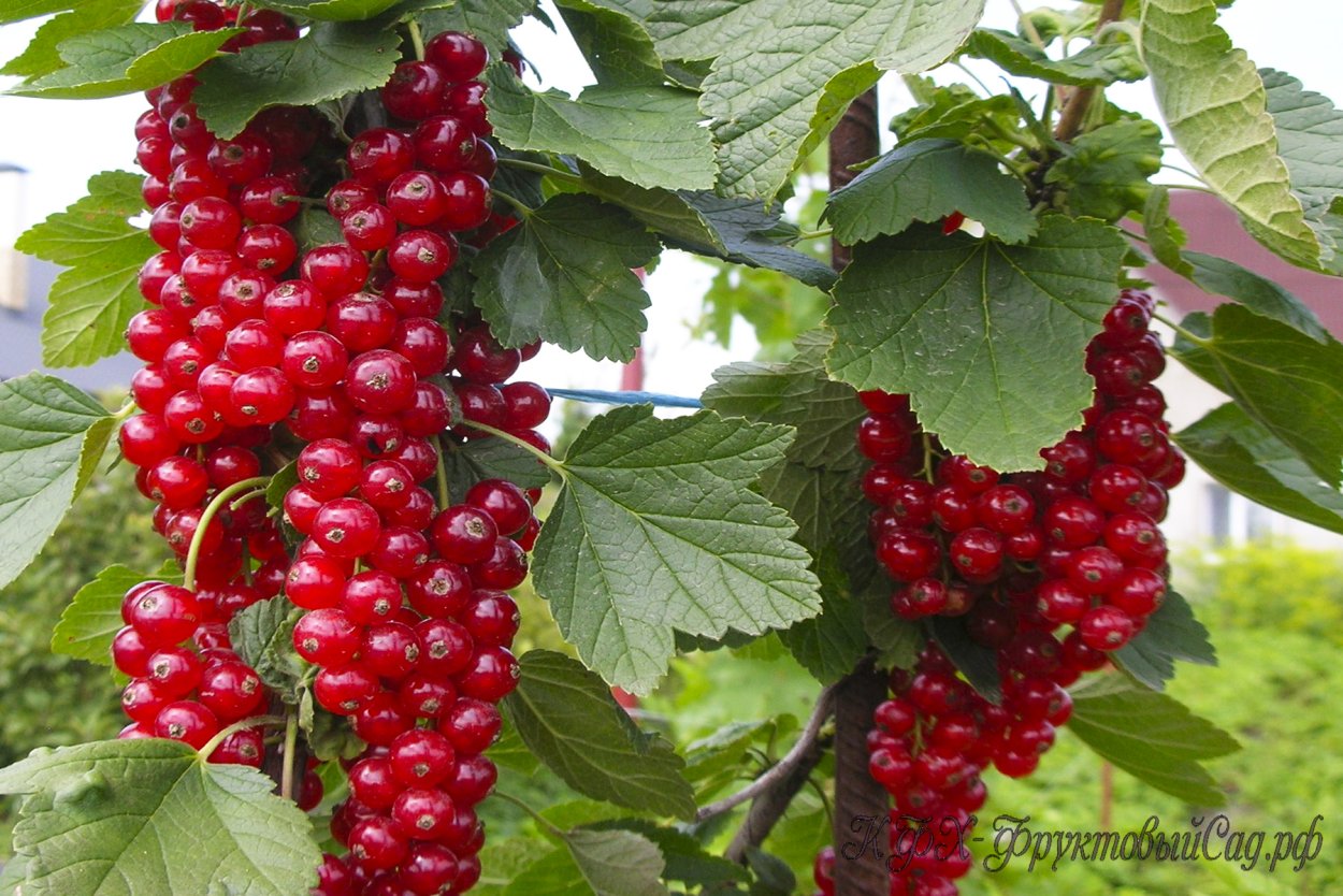 Смородина красная сорт Ровада