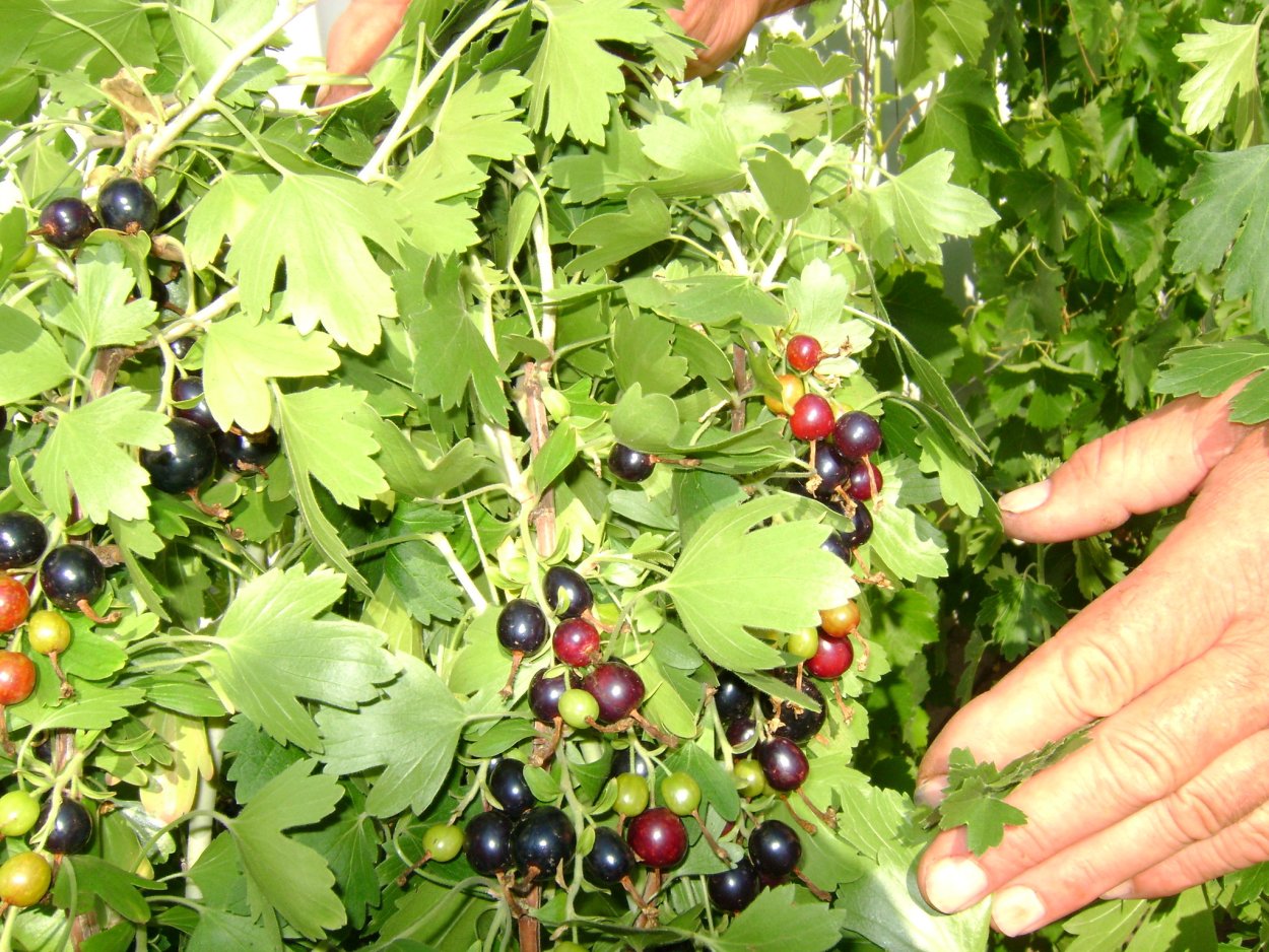 Смородина репис