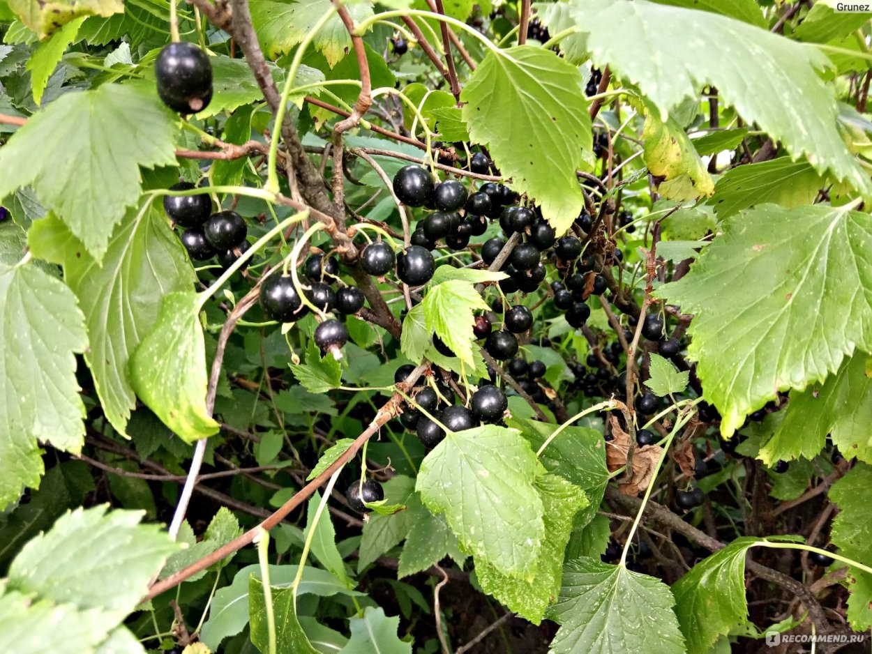 Смородина черная Уралец