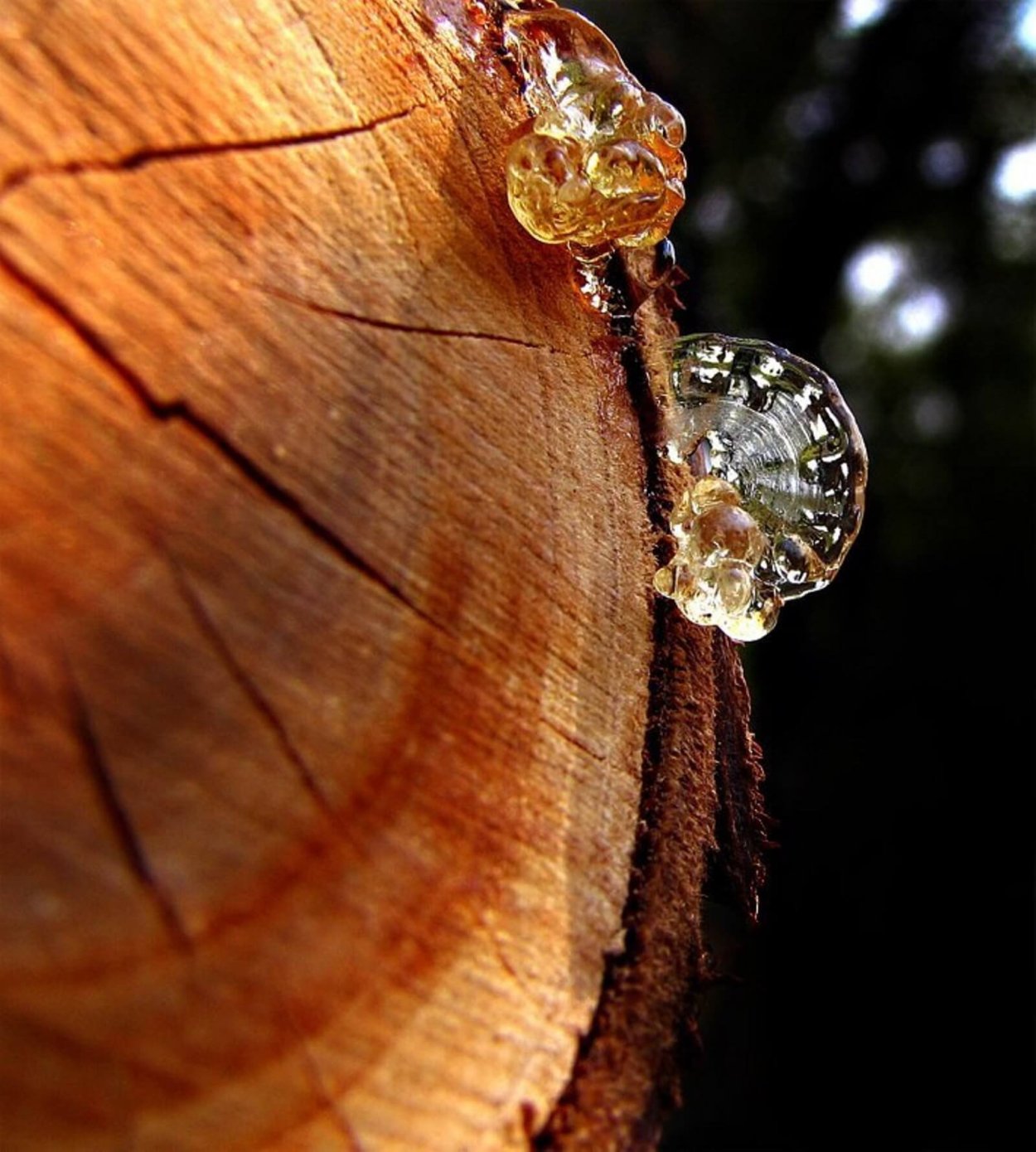 Смола сосны