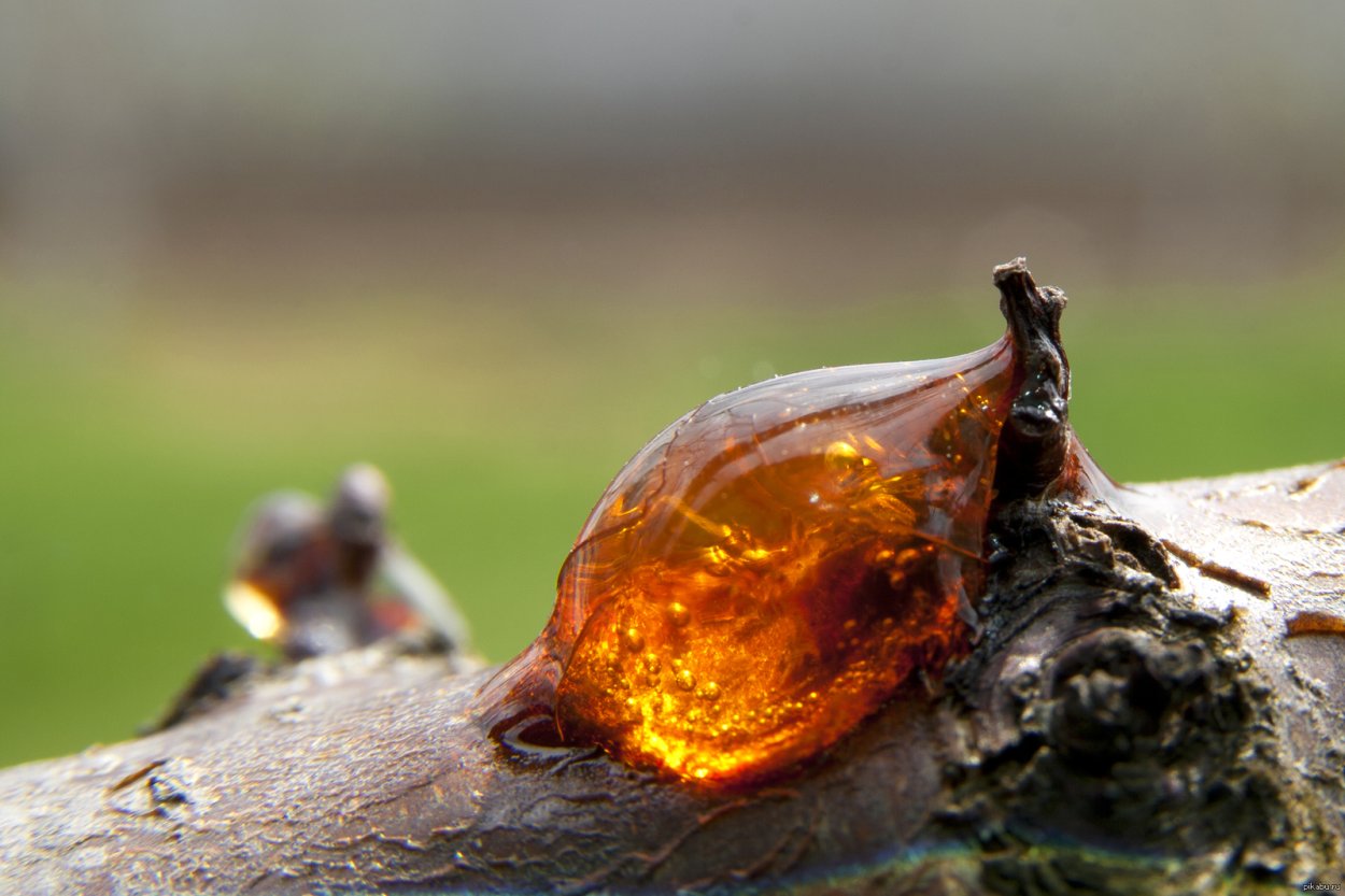 Живица. Янтарь