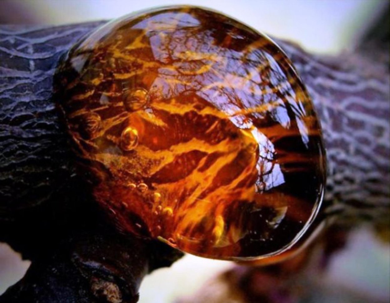 Янтарь окаменевшая смола хвойных деревьев