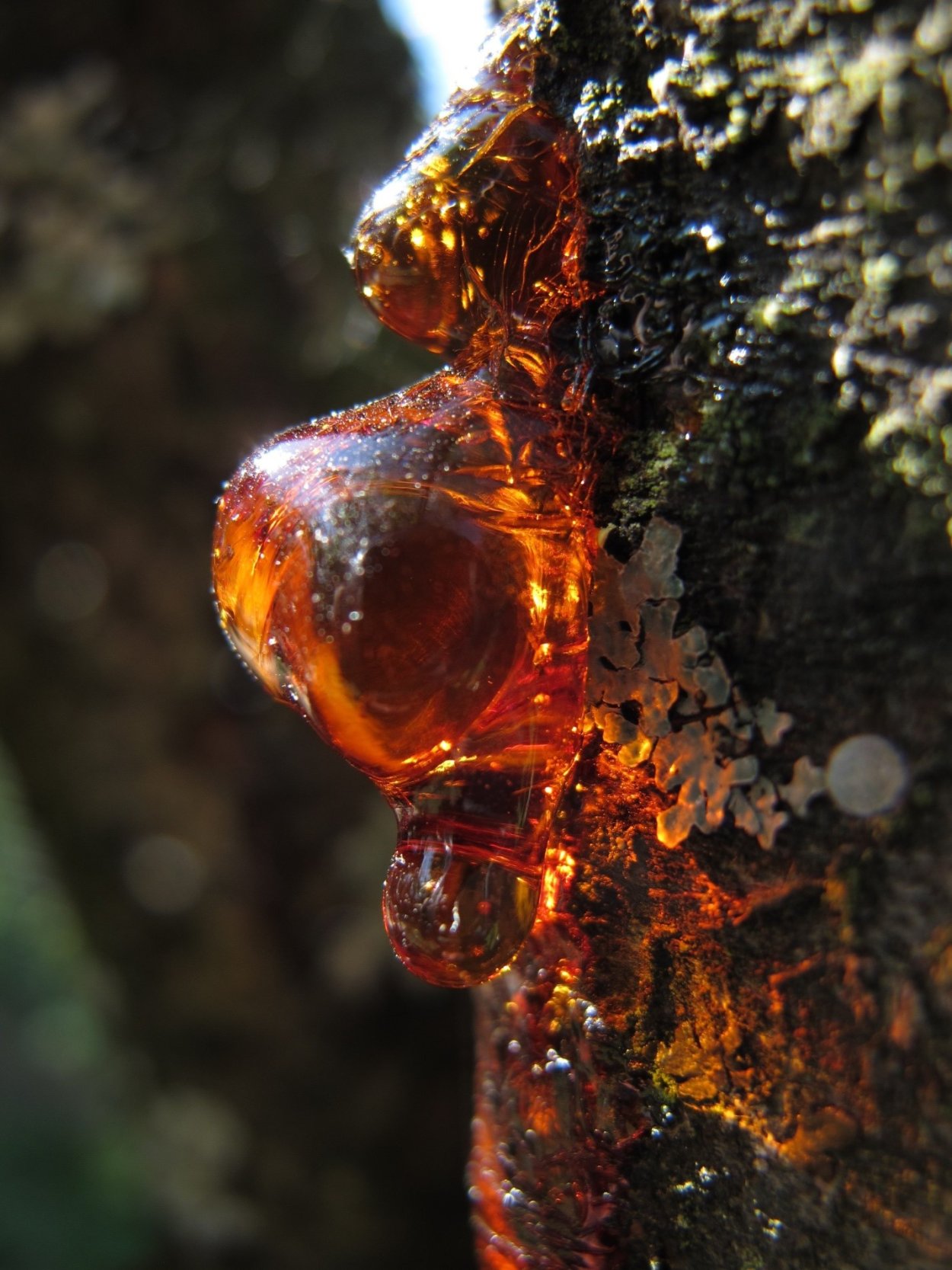 Янтарь окаменевшая смола