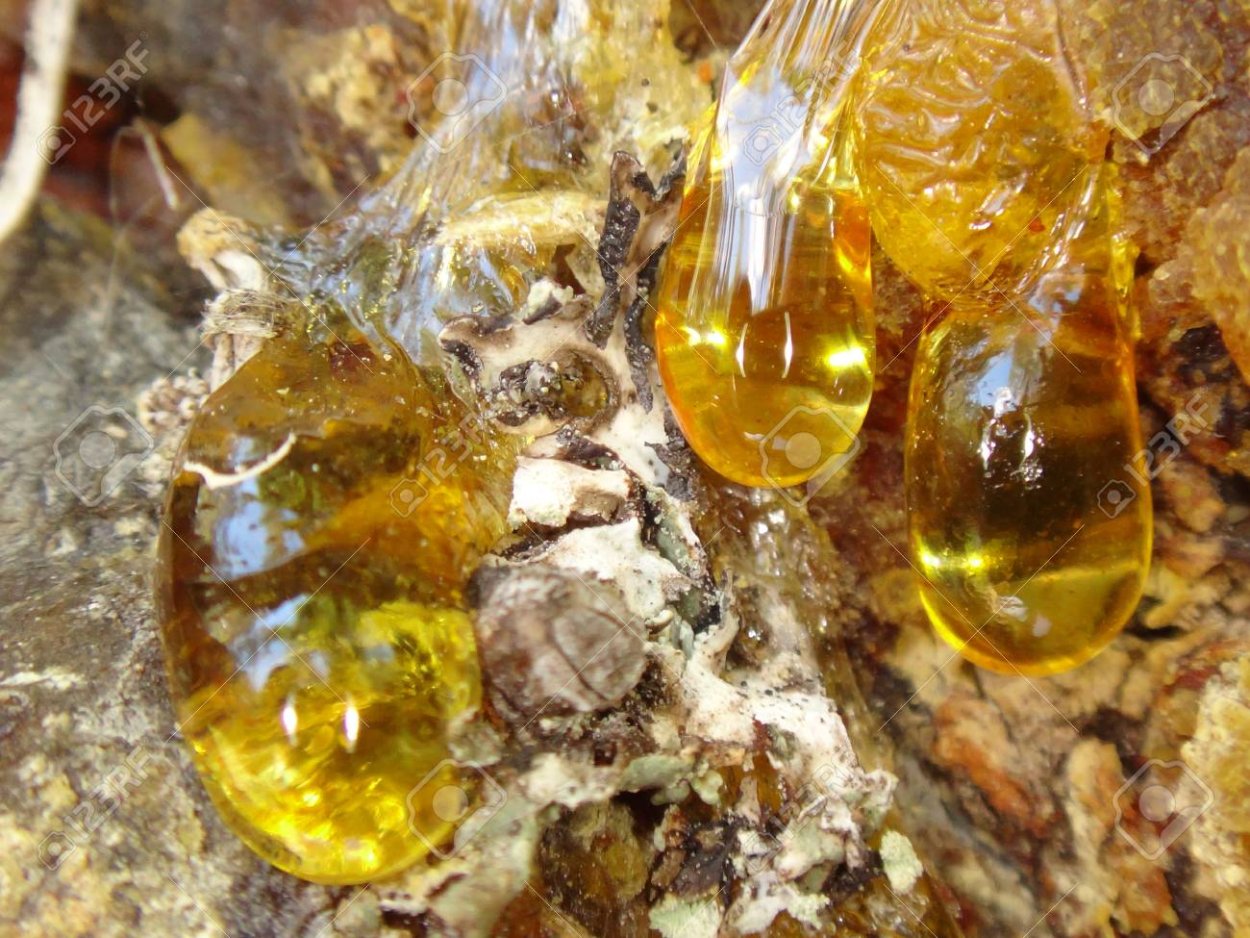 Древесная смола съедобная